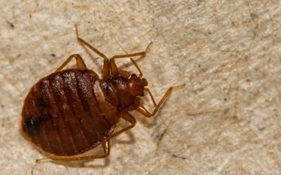 How Can I Tell if I Have Bed Bugs?