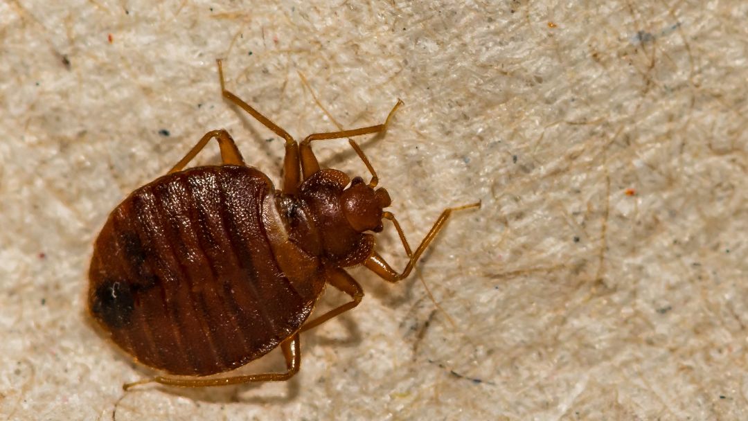 How Can I Tell if I Have Bed Bugs?