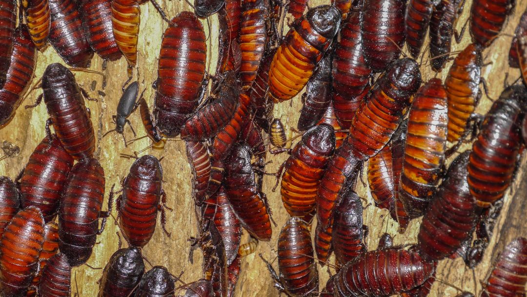 How Can I Prevent Getting Cockroaches?